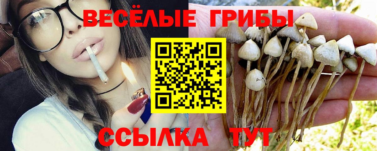 Псилоцибиновые грибы мицелий Черняховск